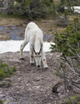 Mountain Goat Glacier N.P. 3942